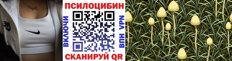 Купить где  Топки  Галлюциногенные грибы Magic Shrooms 